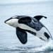 Orca
