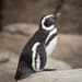 Pingüino de Magallanes