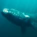 Ballena franca austral