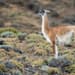 Guanaco