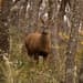 Huemul