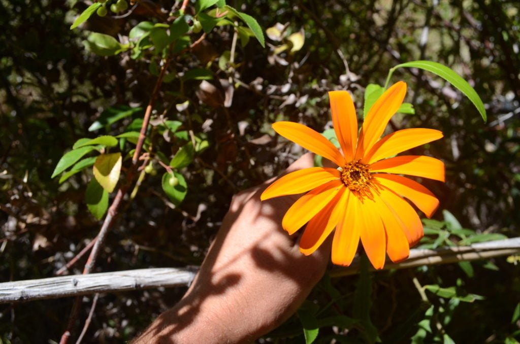 La historia detrás del nombre científico Mutisia decurrens, la flor patagónica