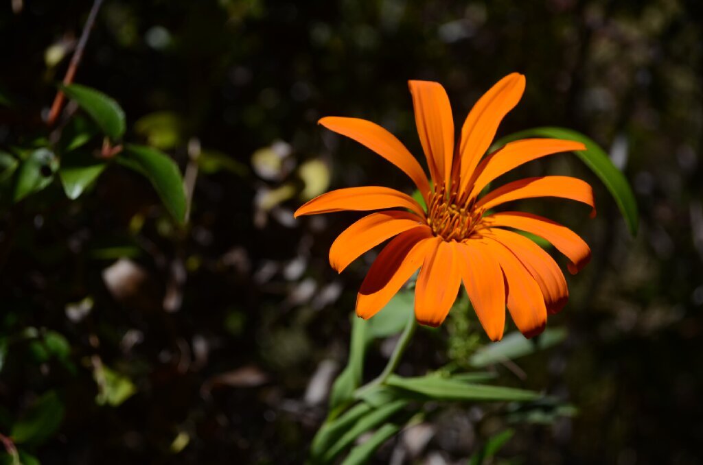 Mutisia decurrens, la flor patagónica