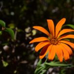 Mutisia decurrens, la flor patagónica