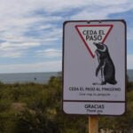 Reserva natural de Punta Tombo - Chubut