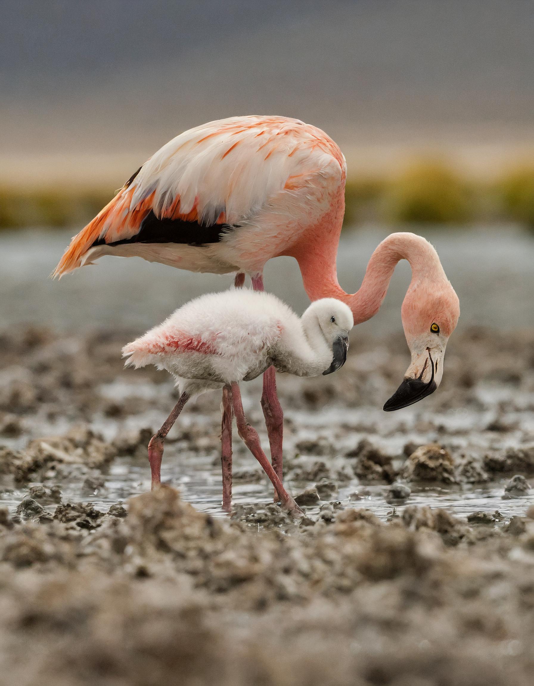 An Andean flamingo caring for its chick in Patagonia