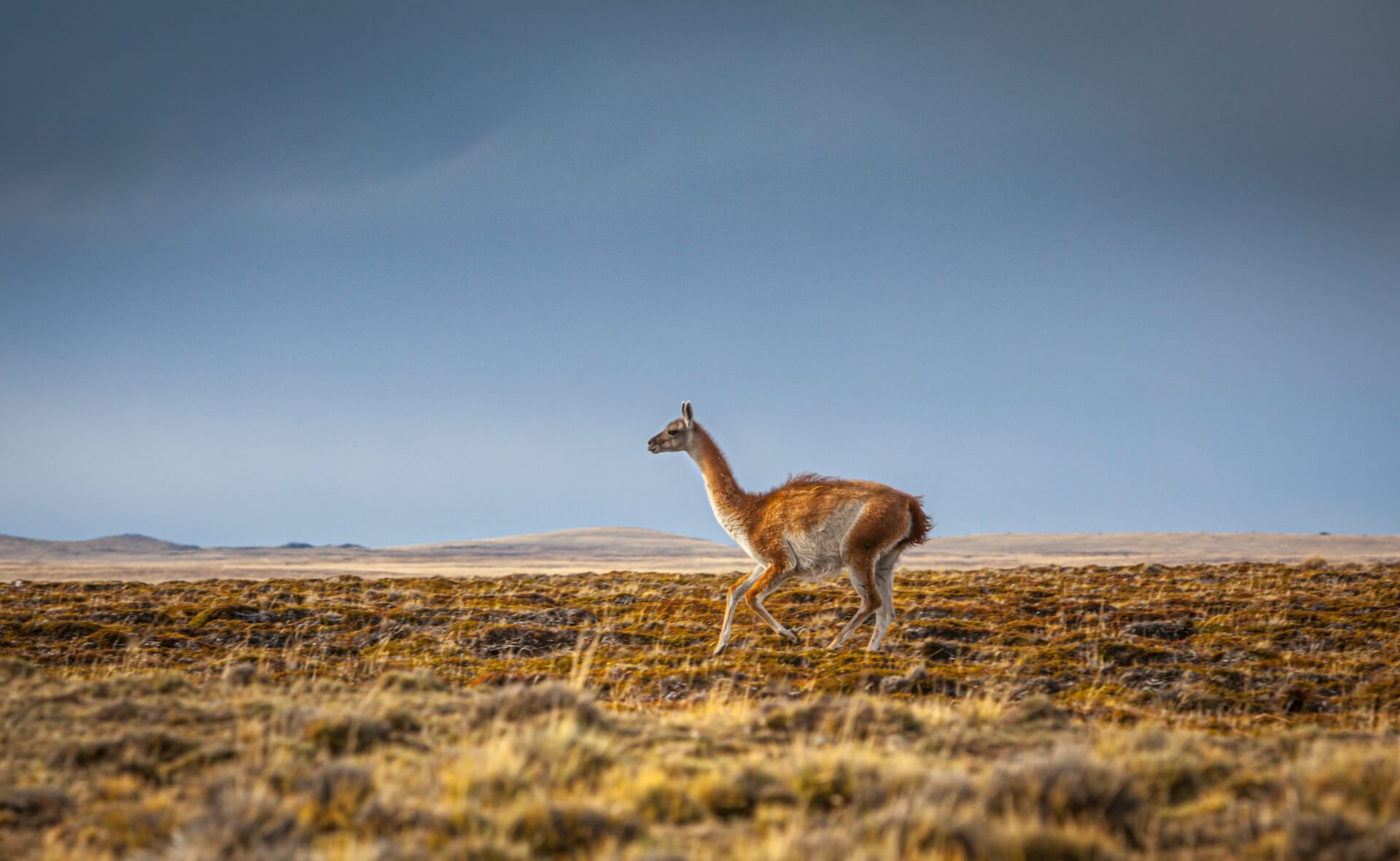 Guanaco: Habitat, Diet, and More | South American Camelid