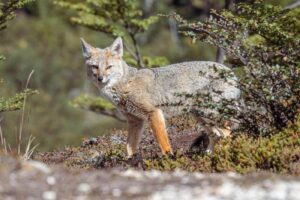 El Zorro Gris sudamericano ( Lycalopex griseus ), también conocido como zorro patagónico